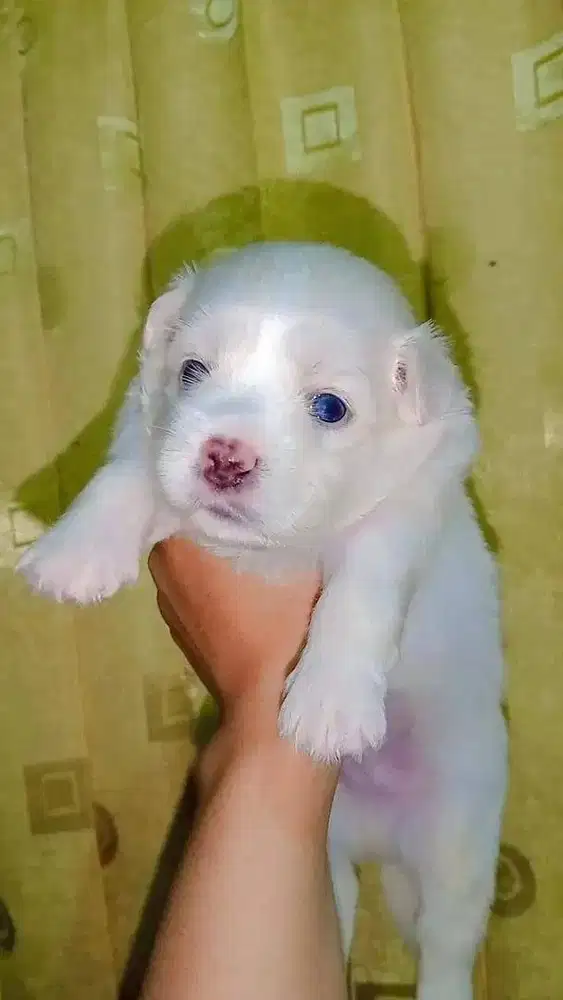 Jual Puppy Maltese