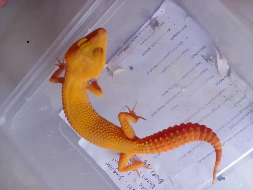 gecko sunglow betina