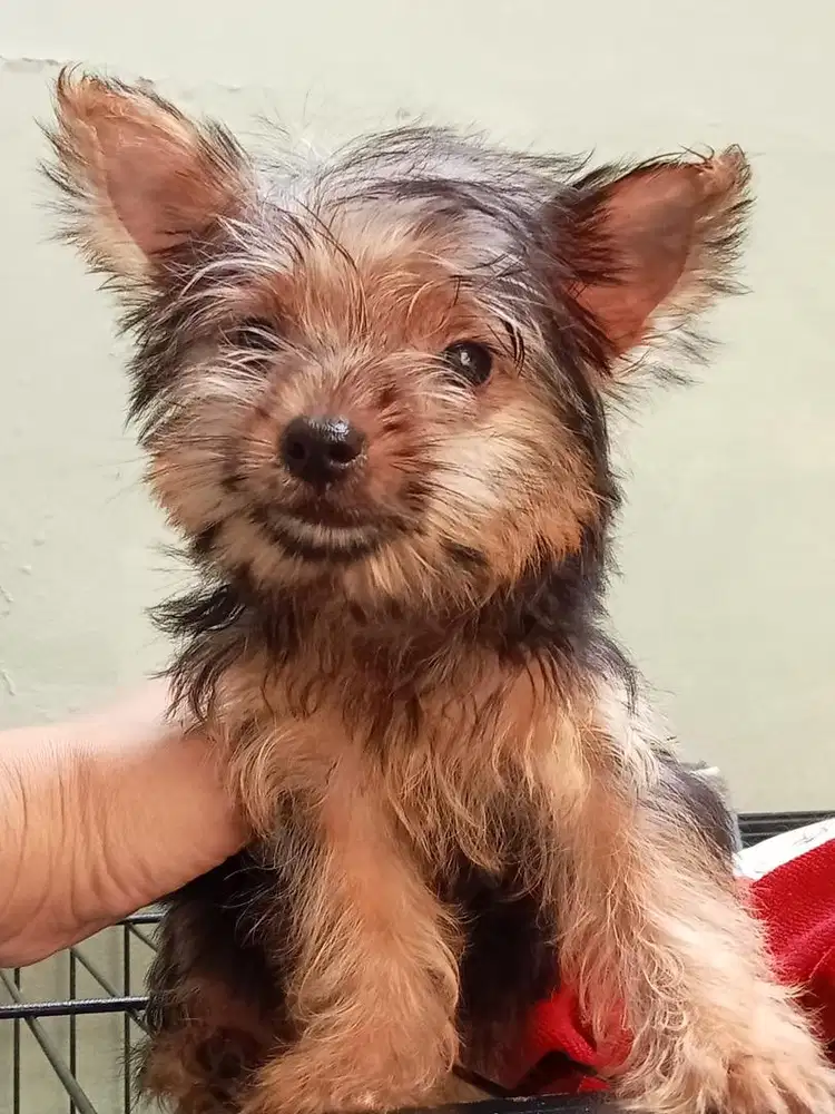 Yorkshire Long Hair Puppy