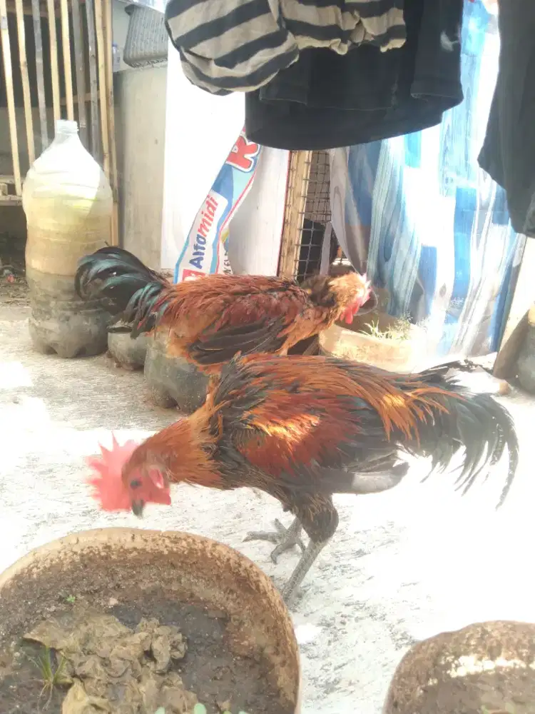 DIJUAL AYAM PELUNG JANTAN ASLI CIANJUR