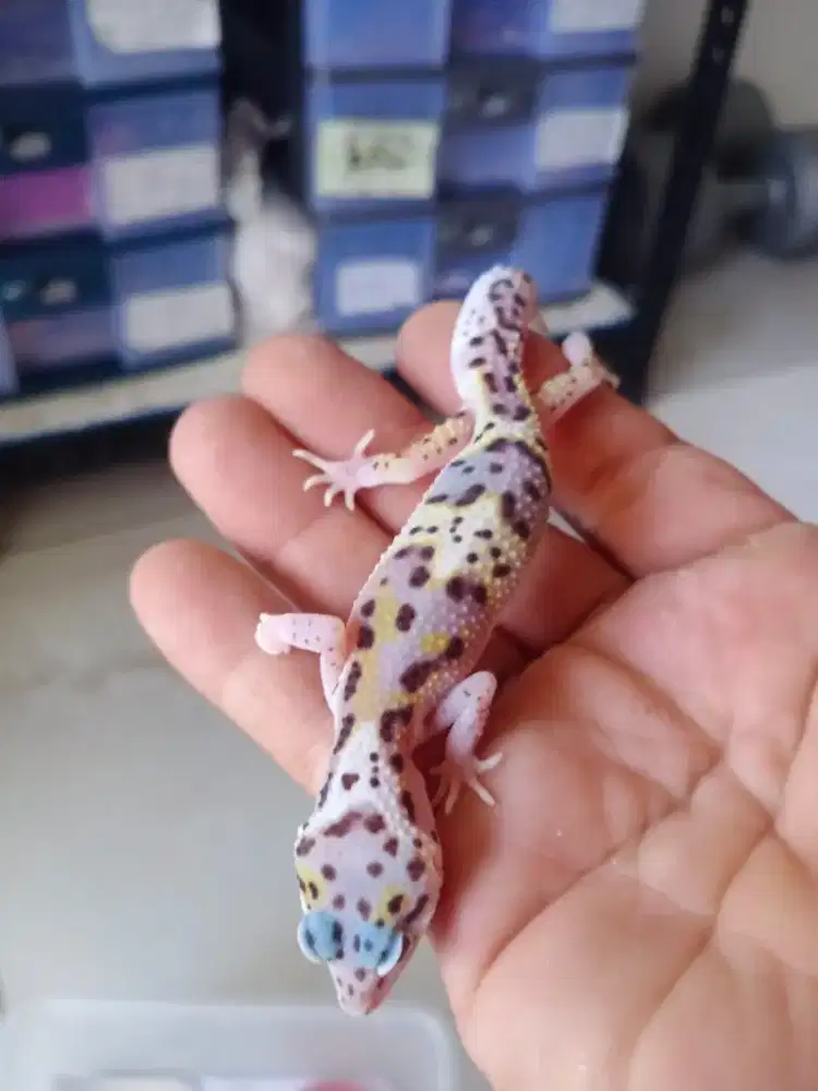 gecko leophart juve