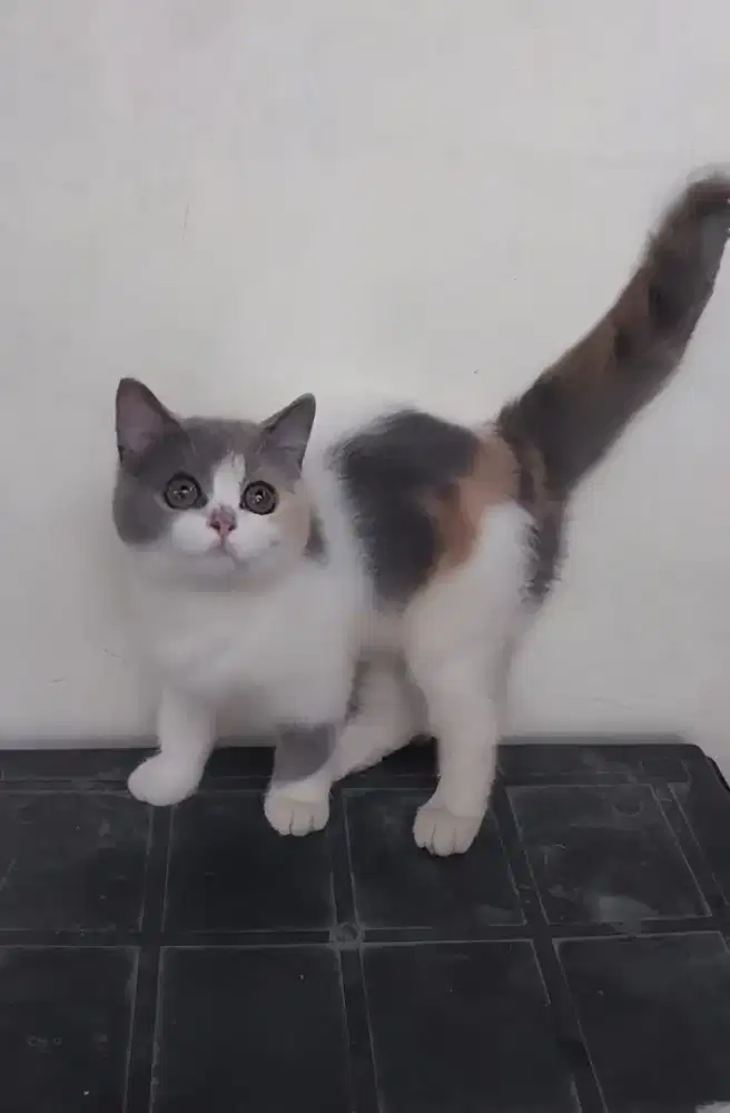 BSH Calico dilute 3 bulan setengah