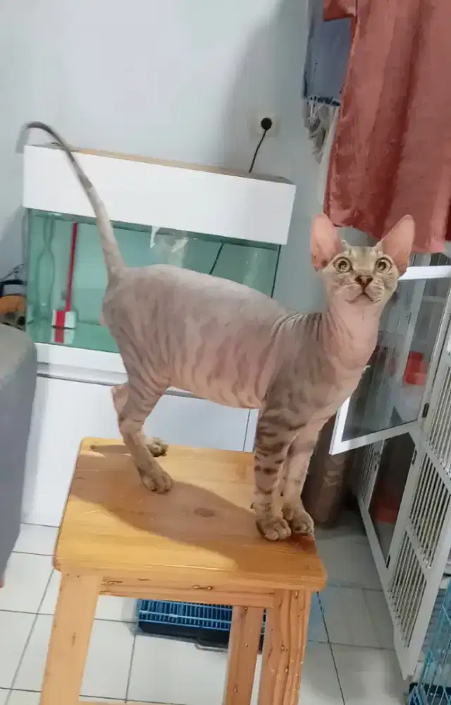 Sphynx jantan 11 bulan
