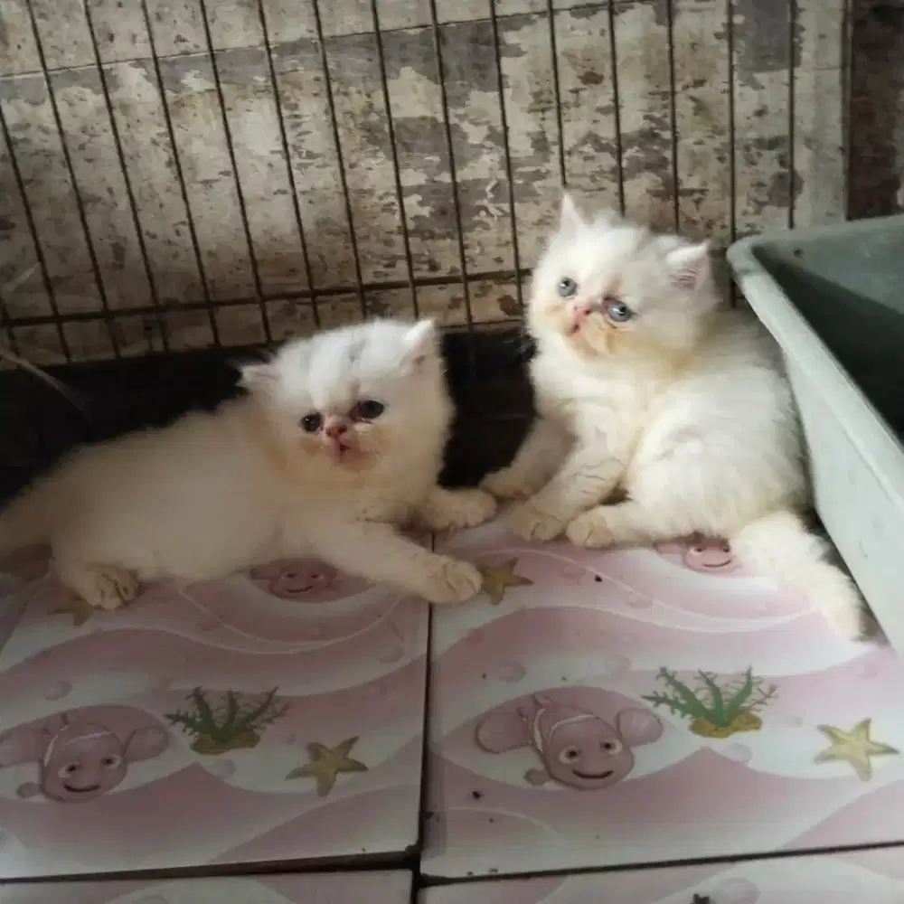 Kitten peak betina