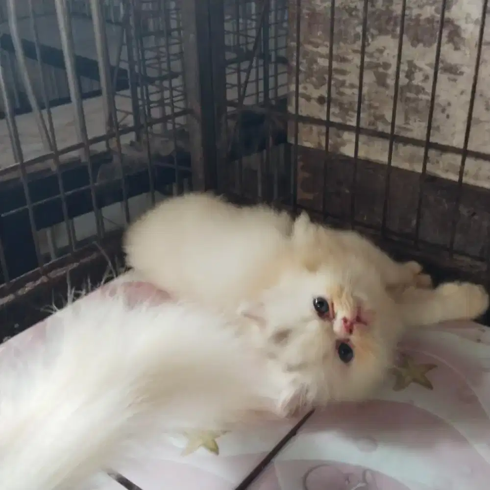 Kitten peak betina