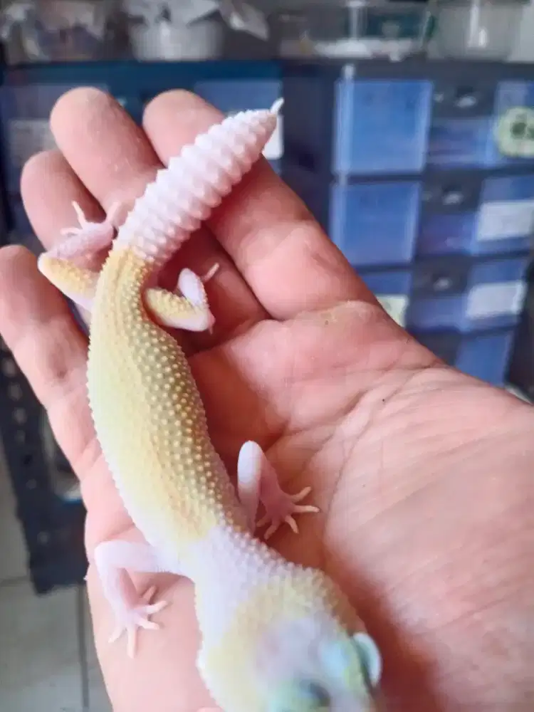 gecko dewasa lucu
