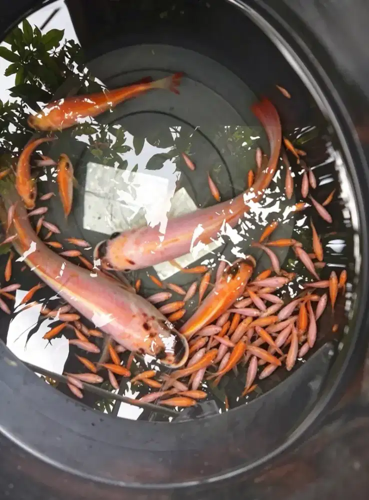 Bibit Ikan Nila merah bangkok