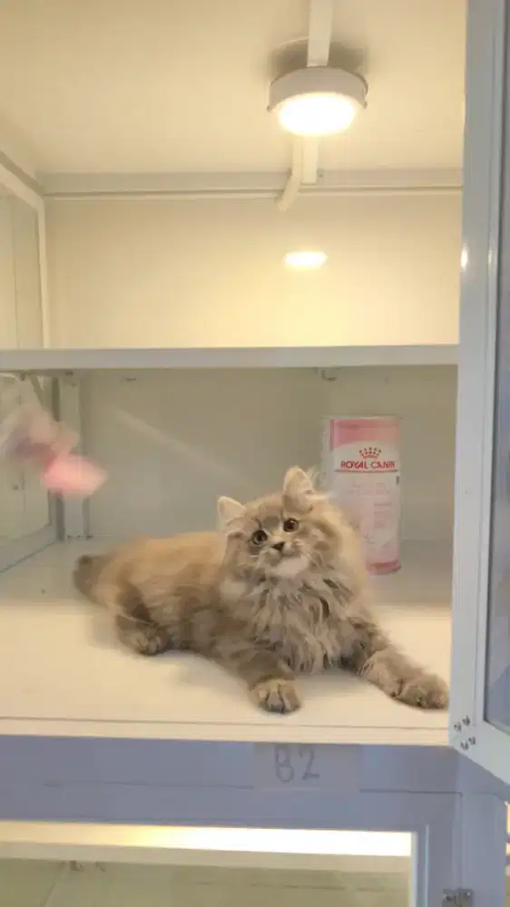 Kucing kitten maincoon xjantan abu