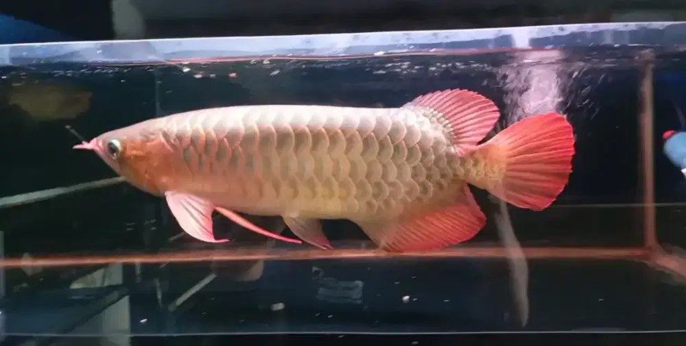 Arwana super red 50cm