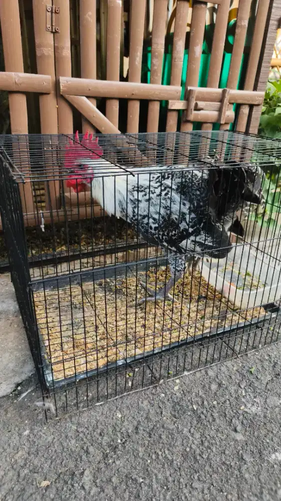 Ayam Arab Jantan