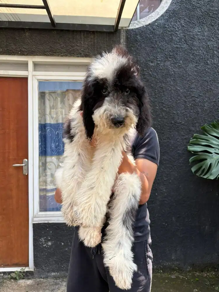 Giant Poodle jantan