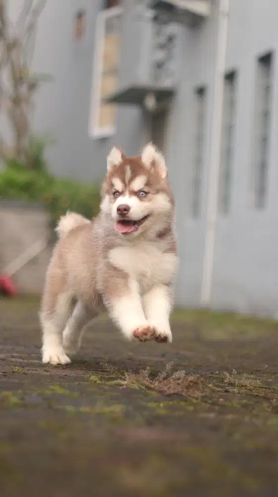 Siberian Husky Puppy