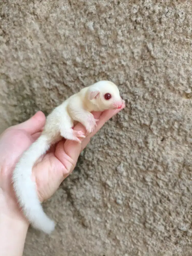 Sugar Glider Albino