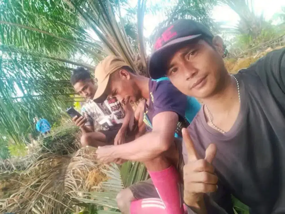 Di Butuh Kan Secapat Nya Se'Banyak Banyak Nya Untuk Panen Sawit