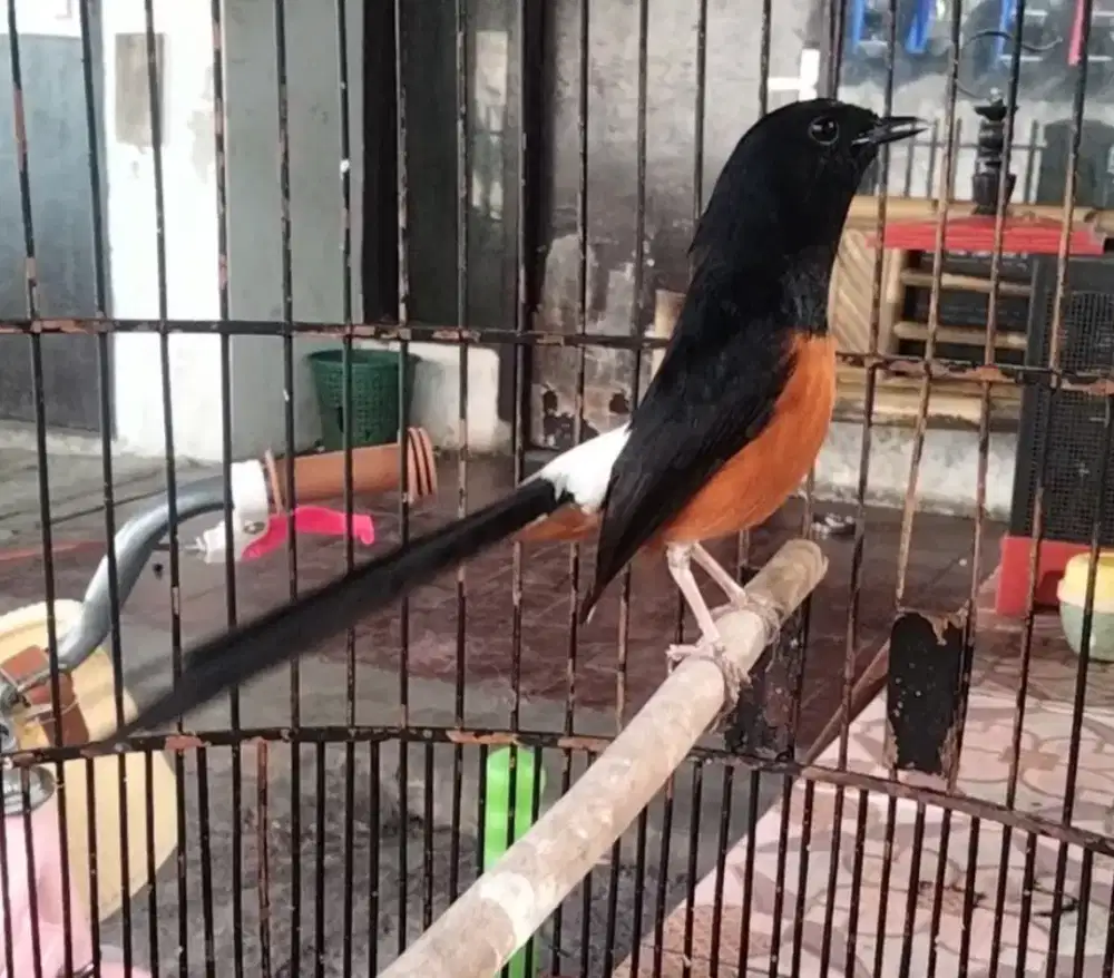 Murai mapan gacor pulset tinggal gantung