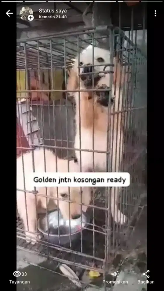 Golden pupies ( jateng)