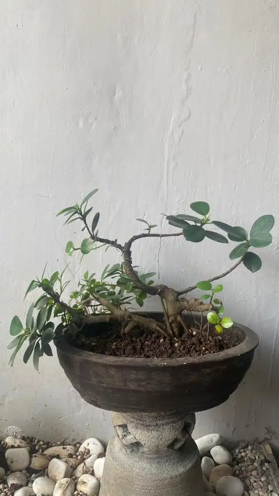 Bonsai Beringin Korea dengan pot