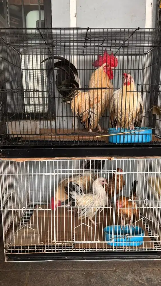 Jual ayam kate sehat usia 5 bulan