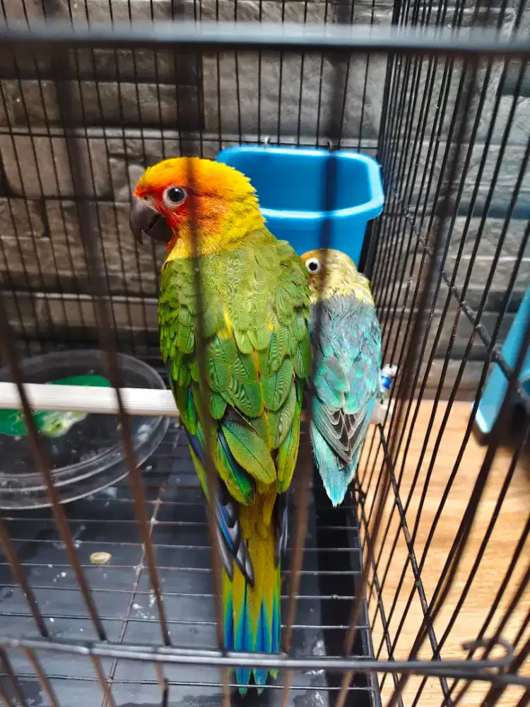 Burung sunconure lolohan
