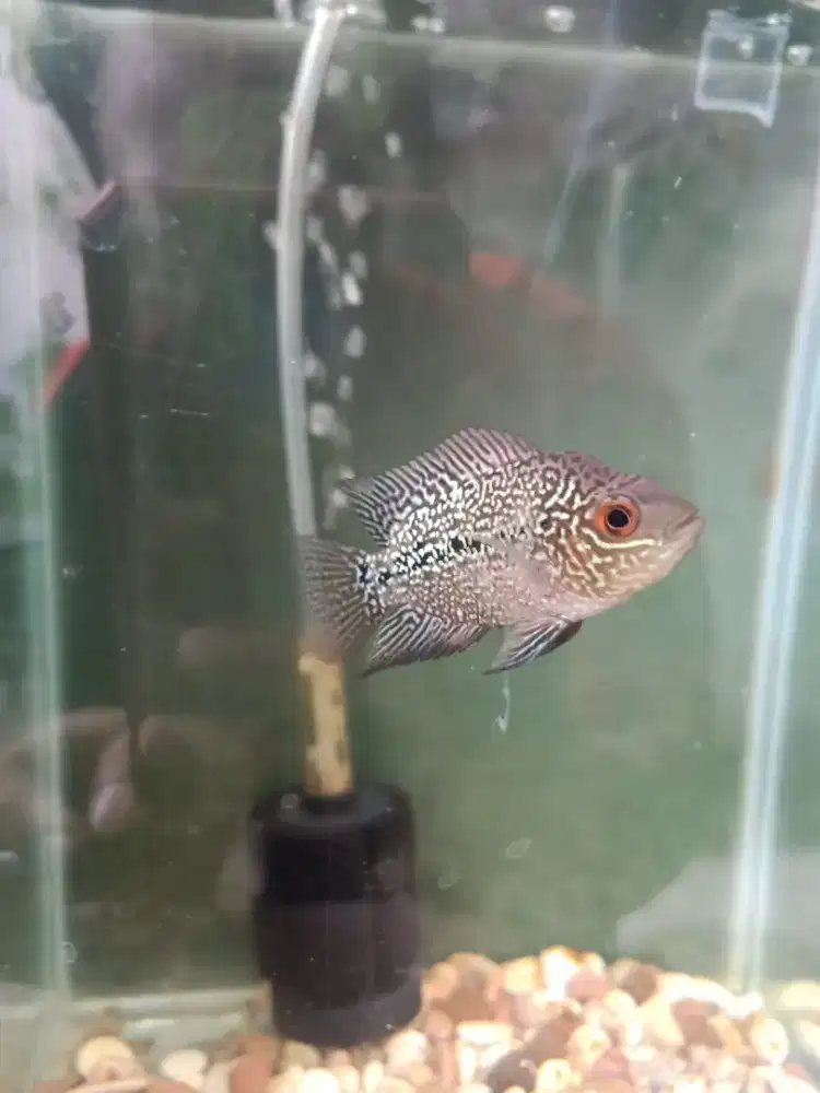 Ikan lohan cencu ORI UK 2 jari
