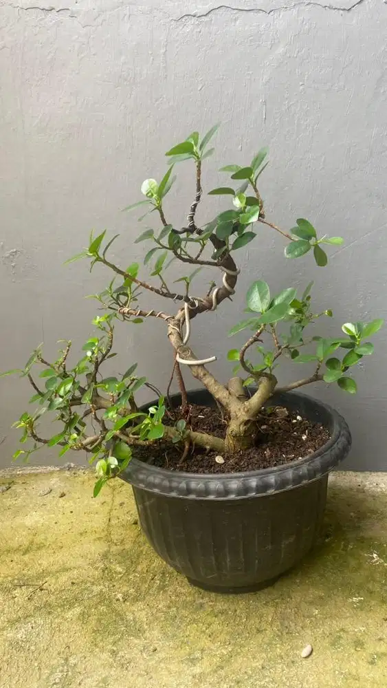 Bonsai Beringin Korea