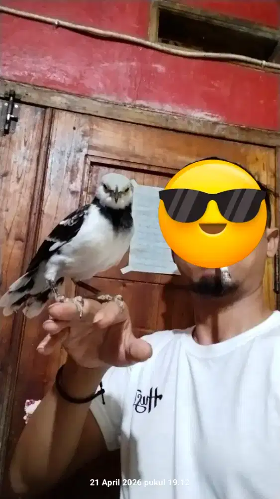 jalak hongkong jinak gacor