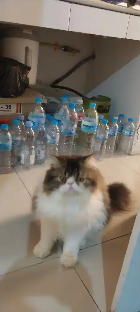 Lepas adop kucing persia flatnose longhair