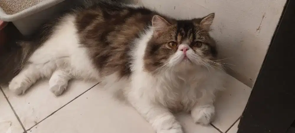 Lepas adop kucing persia flatnose longhair