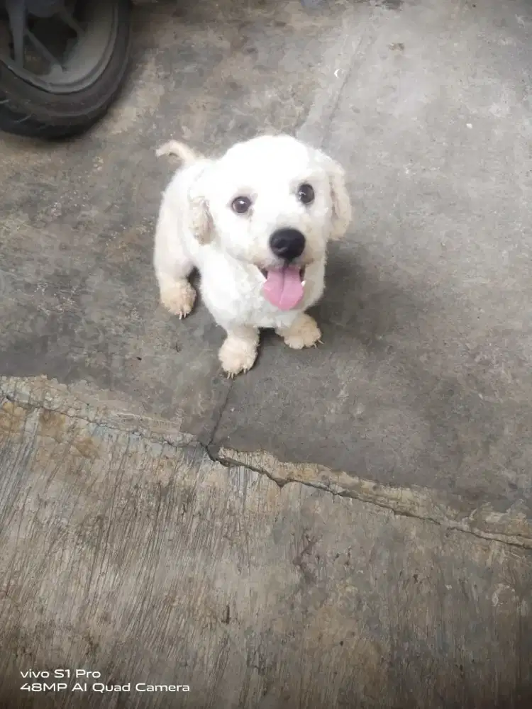 Jasa Pacak Bichon Frise