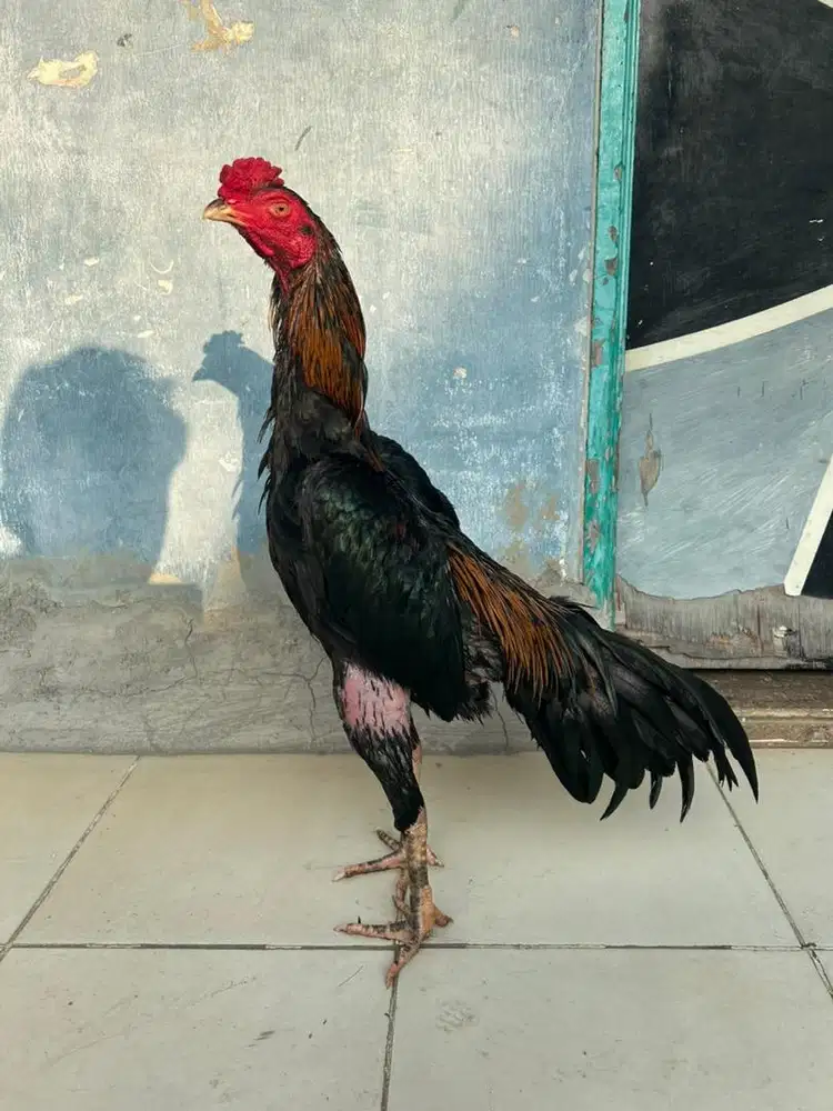 Ayam bangkok x mangon