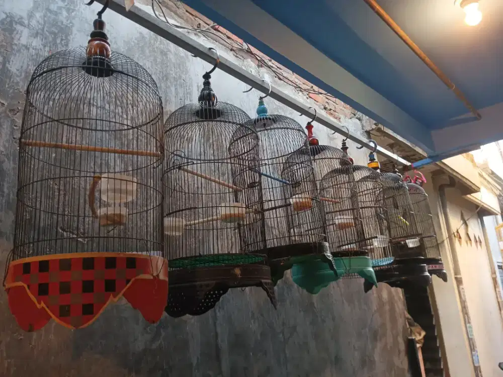 SANGKAR LOVEBIRD dan bahan Paud bekas masteran murai semi jinak
