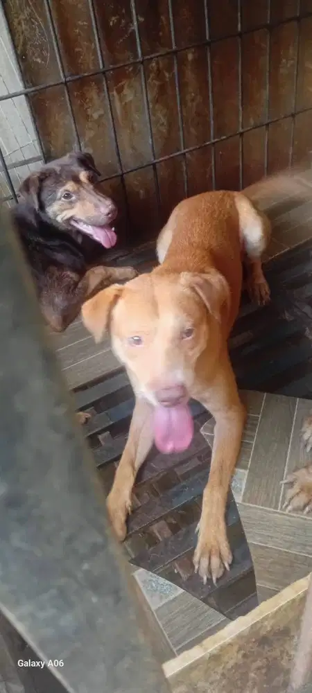 3 Anjing Jantan Mix Pitbull-Golden Retreavier