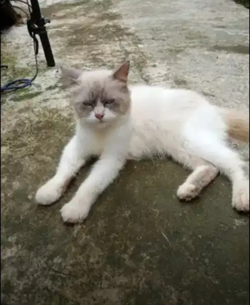 Lepas adopsi kucing ragdol jantan