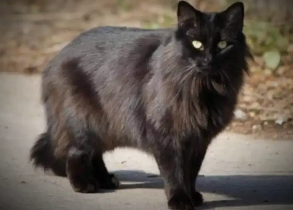 Kucing Persia Betina Black solid dewasa