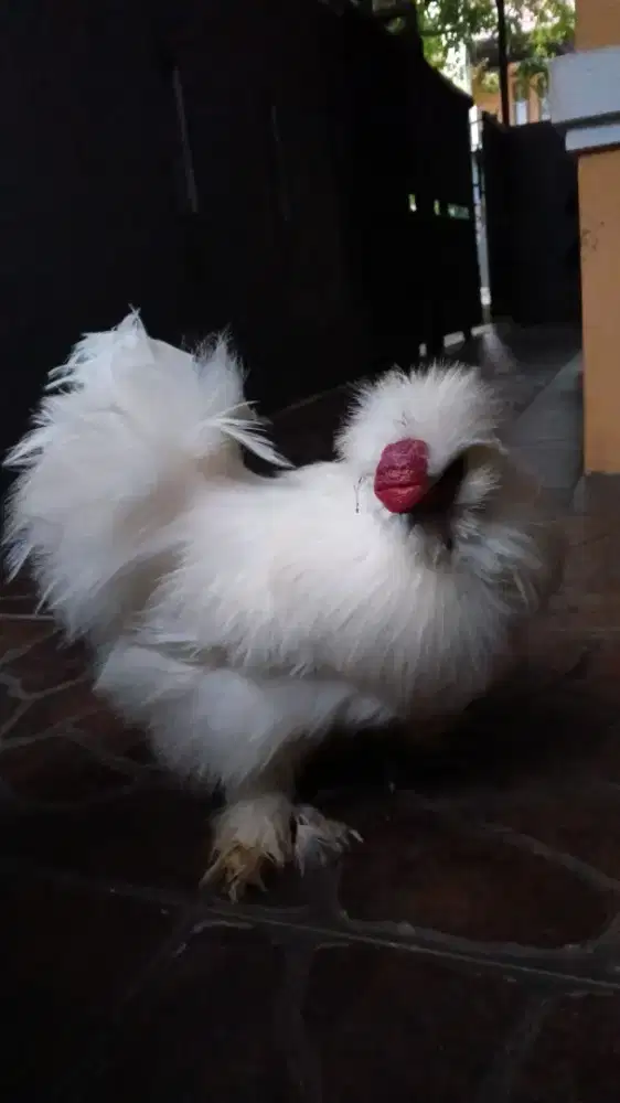 Ayam silky dewasa
