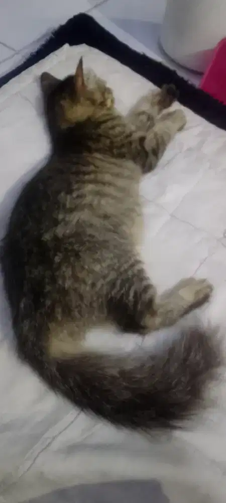 Kucing Persia Betina usia 4 bulan