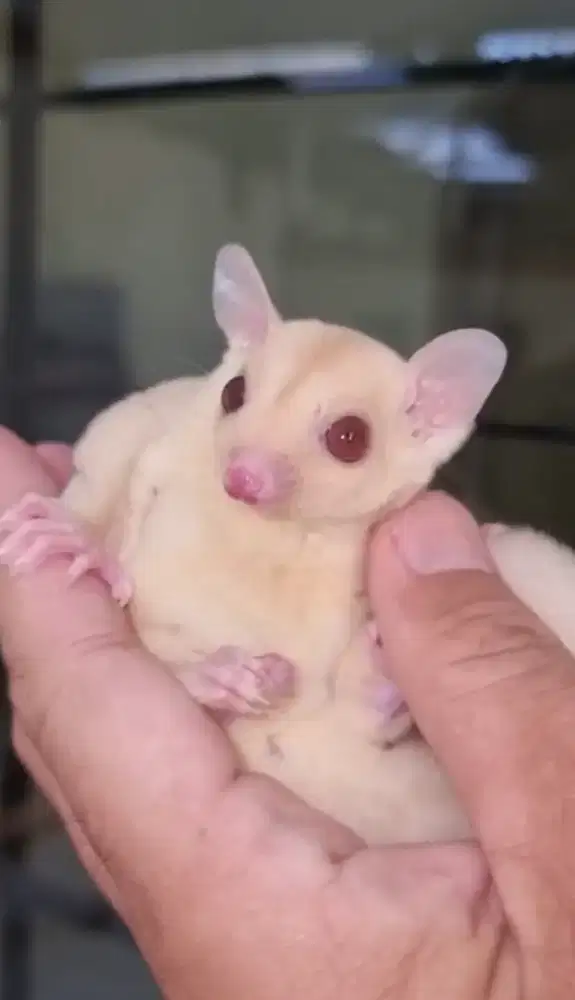 Sugar glider joey albino jantan