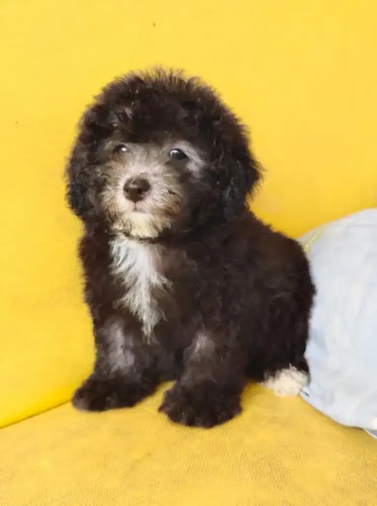 TINY Poodle Silver Female
