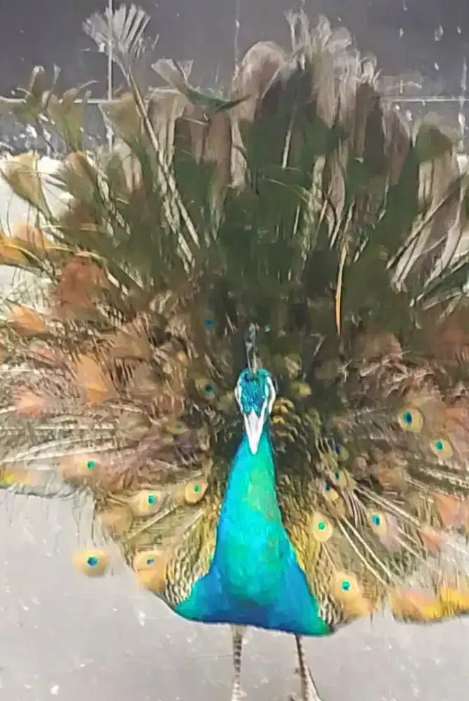 Biru India jinak sepasang dewasa