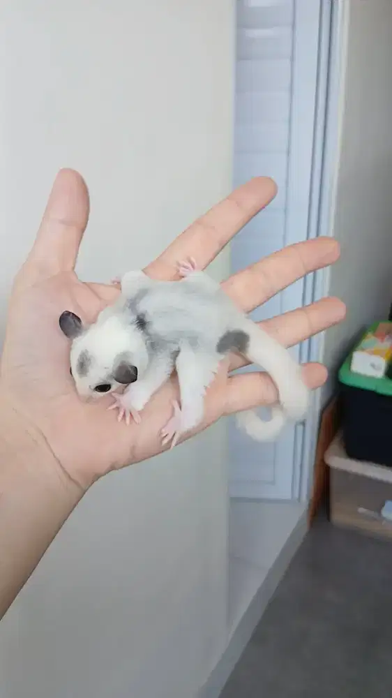 Sugar glider Mozaic Piedball betina