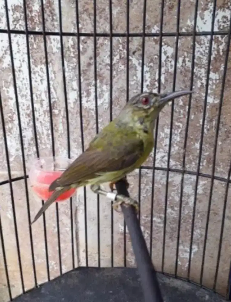 Kolibri Kelapa mulus