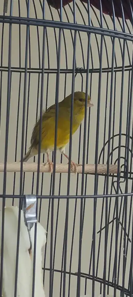 Jual burung kenari af lumayan gacor