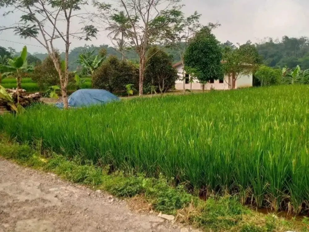 DIJUAL SEBIDANG TANAH SAWAH JUAL MURAH BU