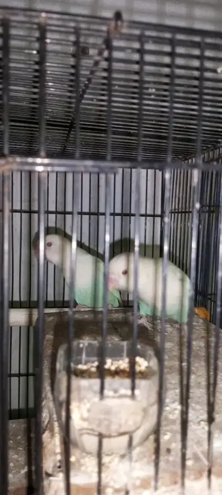 Lovebird pf mata merah per ekor