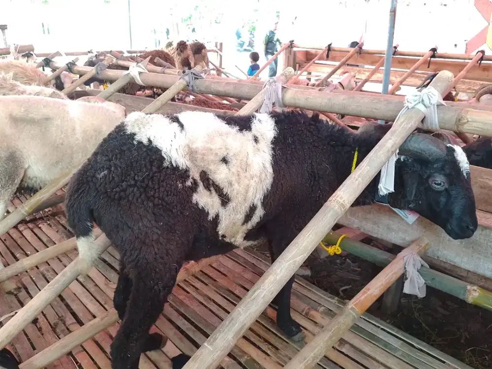 Qurban Murah, Gratis Ongkir