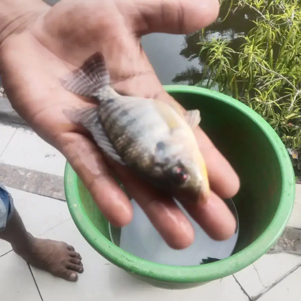 Bibit ikan nila