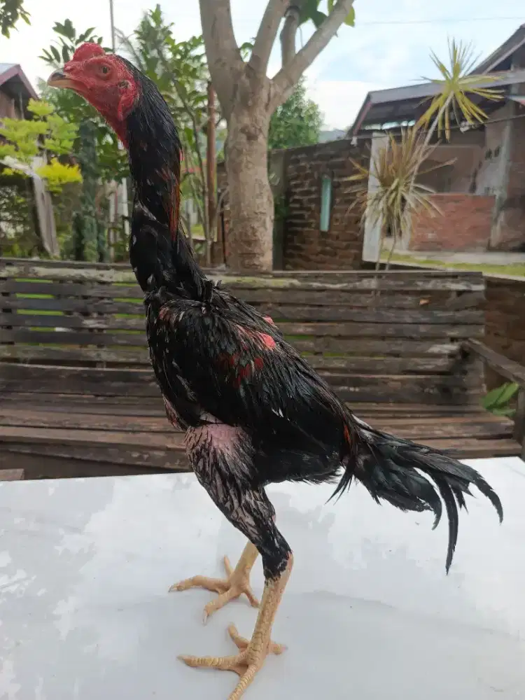 Ayam khoytrat muda