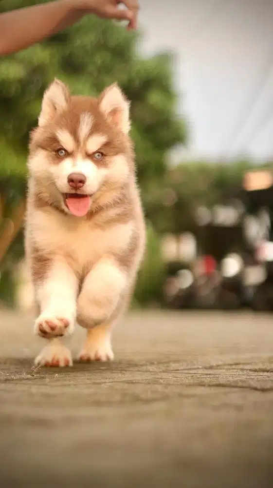 Siberian Husky Puppy