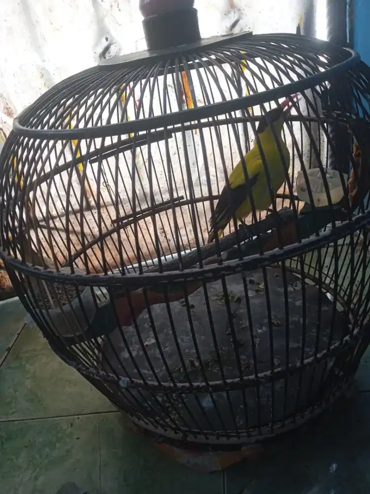 Burung kepodang Mas Big