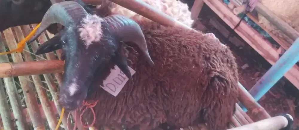 Qurban Murah,, Gratis Ongkir!